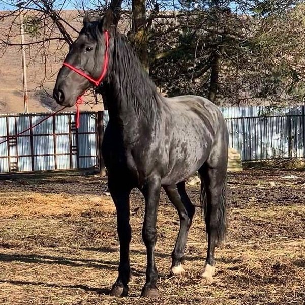 Карачаевская порода лошадей (2)