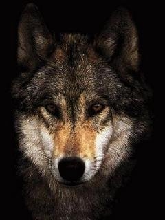 Volk