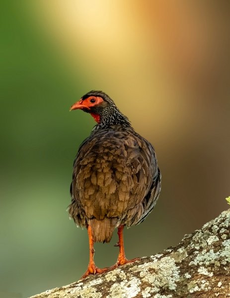 КРАСНОГОРЛЫЙ ТУРАЧ