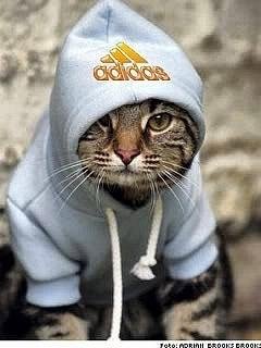 Cat Adidas