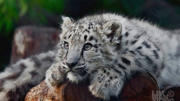 Barsenok-lD4J-1920x1080-MM-100