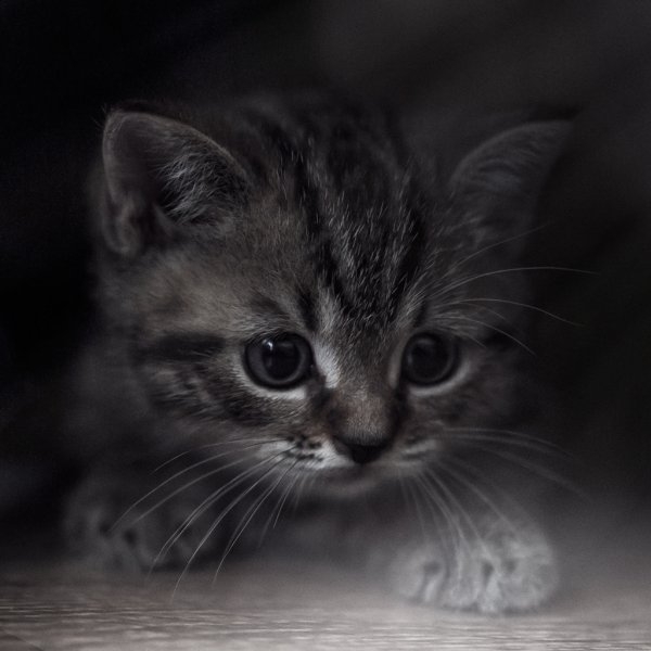 malenkij milij kotenok fotograf rublev dmitrij