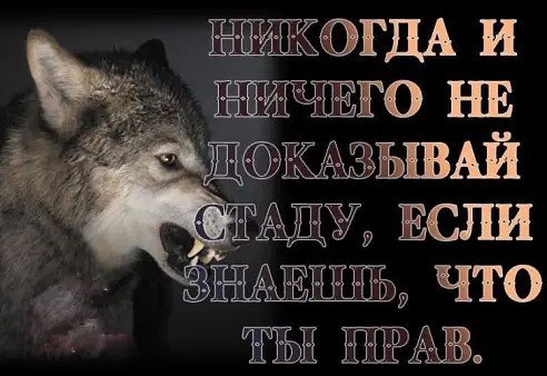 Волк