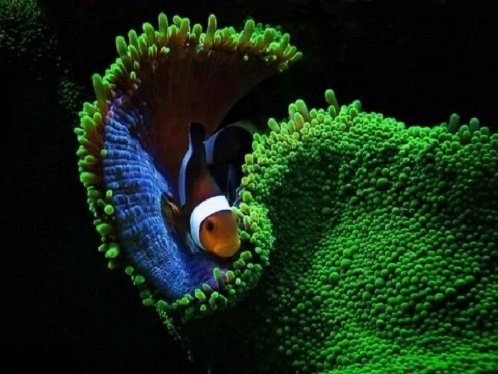 Рыба клоун (7)