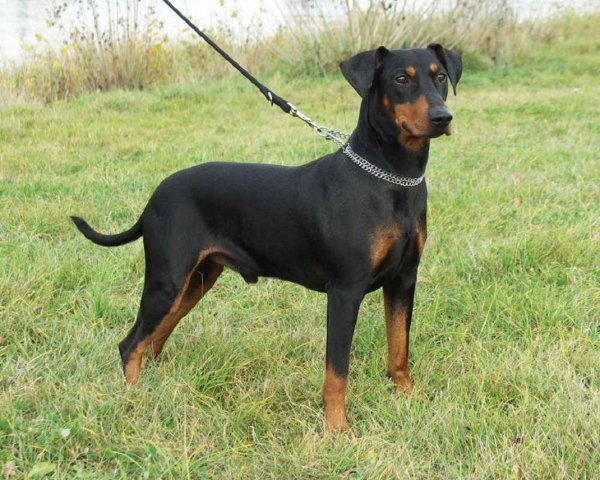 Немецкий пинчер (2)