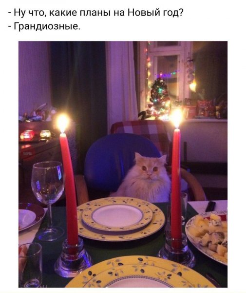 новый год котэ