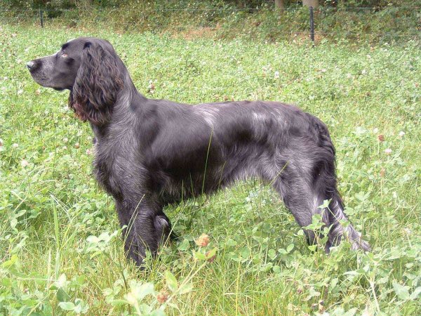 Немецкая перепелиная собака