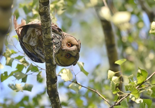 Ушастая сова