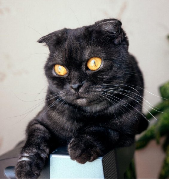 Чёрный кот.. (2)