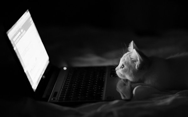 Animals Cats Gray kitten looking at a la