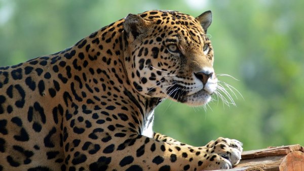 nastol.com.ua-226426