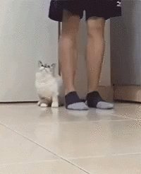 Когда Кот - Твой Фанат...)