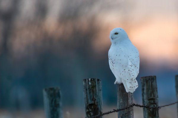 Ptitsa-sova-poliarnaia-belaia-zima-sneg-fon-zabor