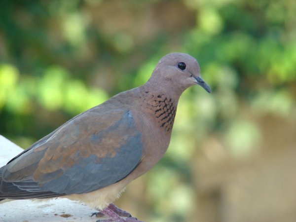 Египетская горлица