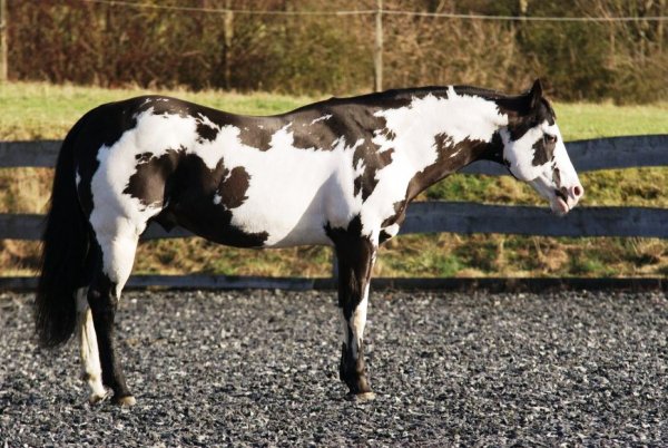 Лошадь Арабская (пегая)