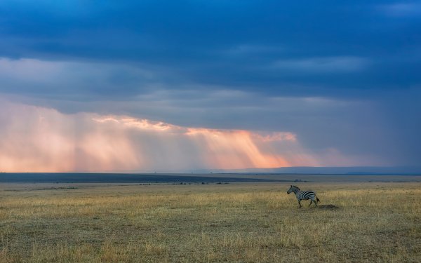 An African safari 2