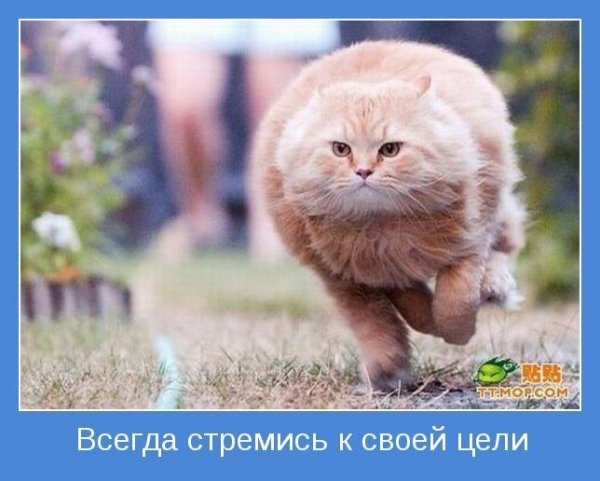 Всегда стремись к своей цели