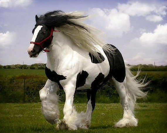 0й,ты конь мой вороной