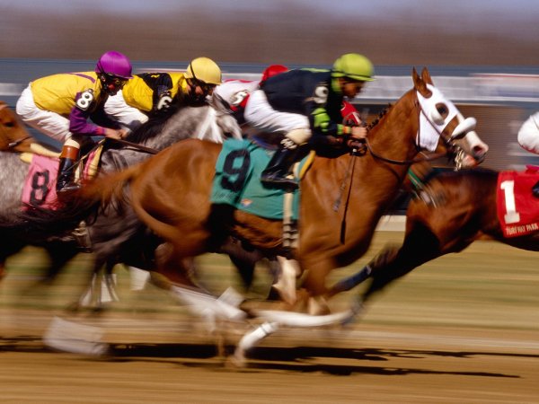 Thoroughbred Horse Racing Turfway Park Kentucky