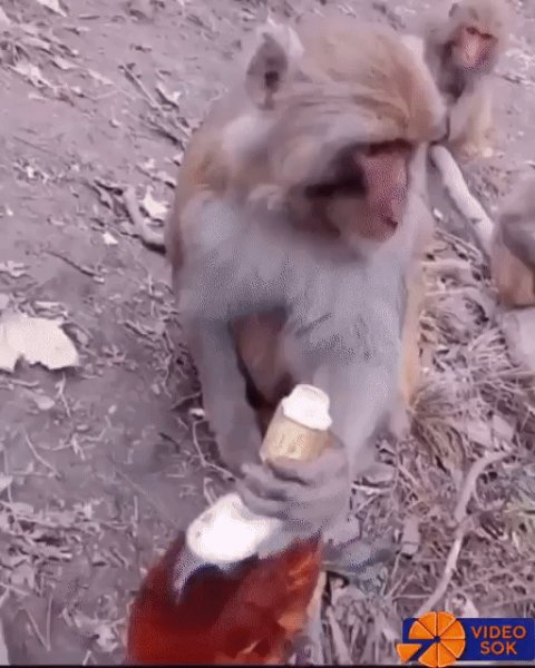 Всё как у людей