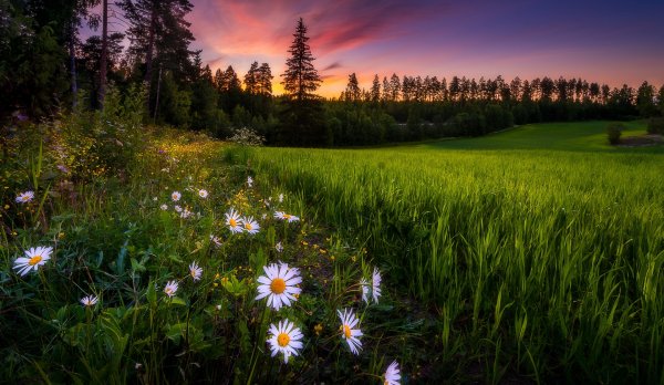 Leto-tsvety-romashki-zakat