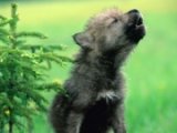 kartinki24 ru animals wolves 0012