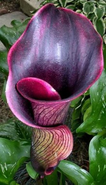 Multi-Color Calla Lily Seeds 100 Pcs pack