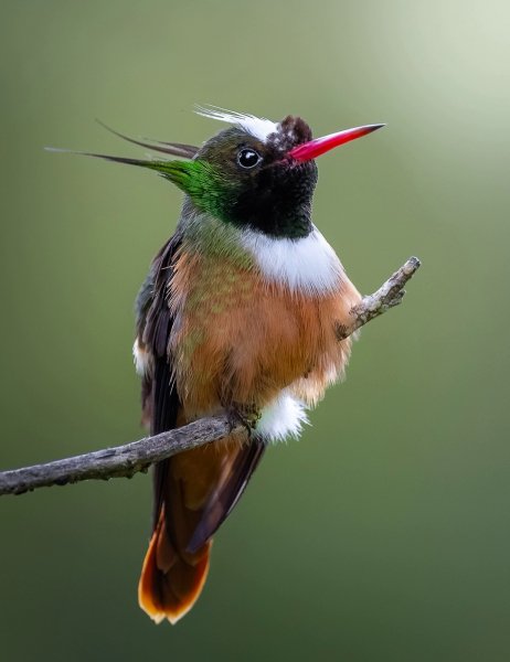 БЕЛОХОХЛАЯ ПАФОЗИЯ