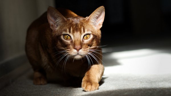 cat1501