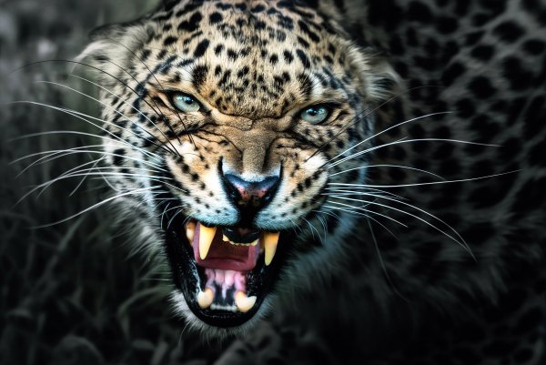 leopard-klyki-oskal