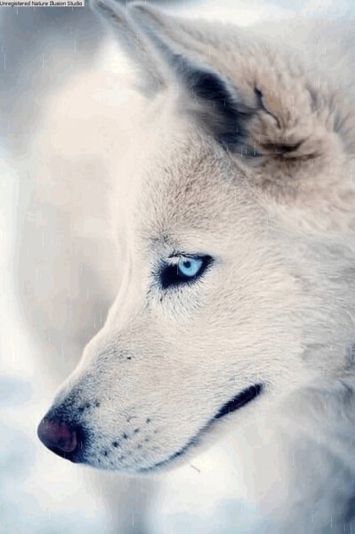 gif 1455482763