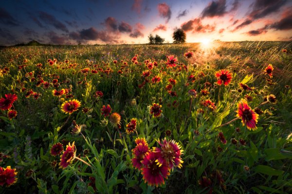 Tsvety-gailardiia-pole-lug-leto-solntse-luchi