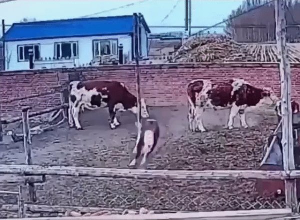 Исчез теленок.. По камере обнаружили