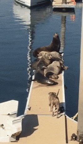 гифки, собакен, тюлени