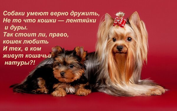 Открытка собаки умеют верно дружить