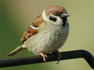 sparrow