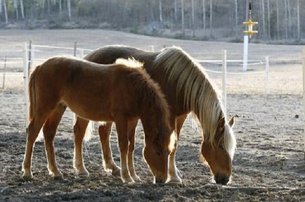 Финская порода (2)