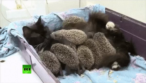 ed493a745e1486a826bb4497df6122b3a6db19693410ac35d3a0eb78b8