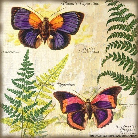 image (64)