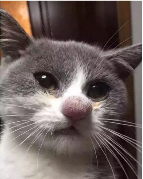 Оса укусила