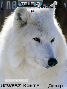 Wolf for Solo