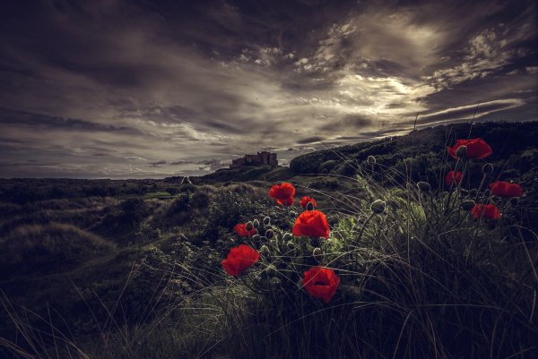 Maki-sumerki-tsvety-peizazh-zamok-kholm-nebo-tuchi-temnyi-fo