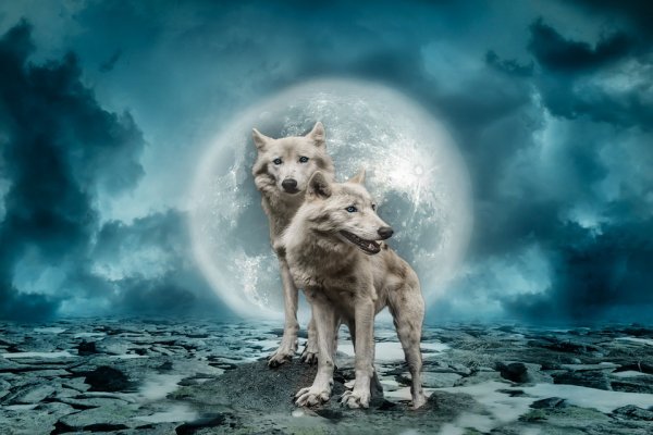 wolves-2969361 960 720