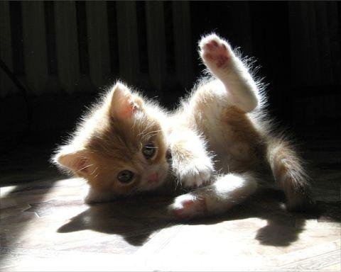 ring-cat-myauuu