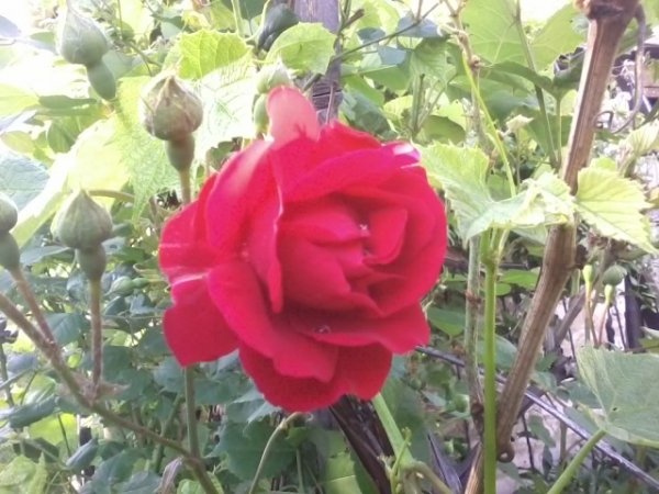 file_57620051