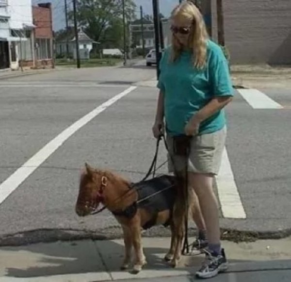 Фалабелла (5)