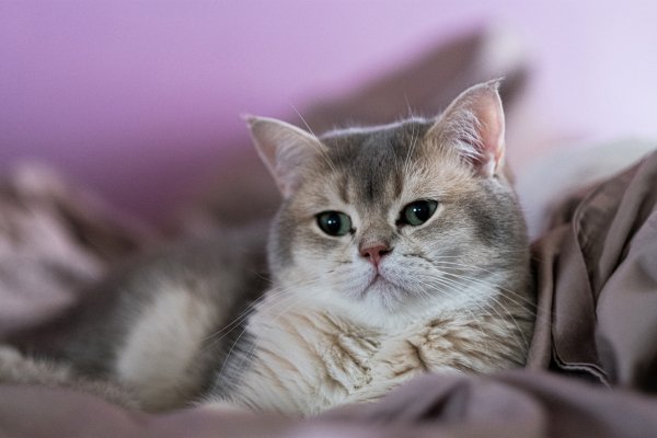 file_79540543
