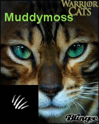 Warrior cats