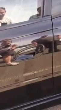 авто, паук, австралия