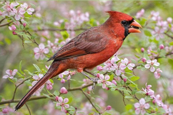 Birds 12